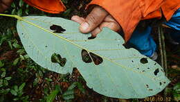 Image of Pterygota brasiliensis F. Allem.