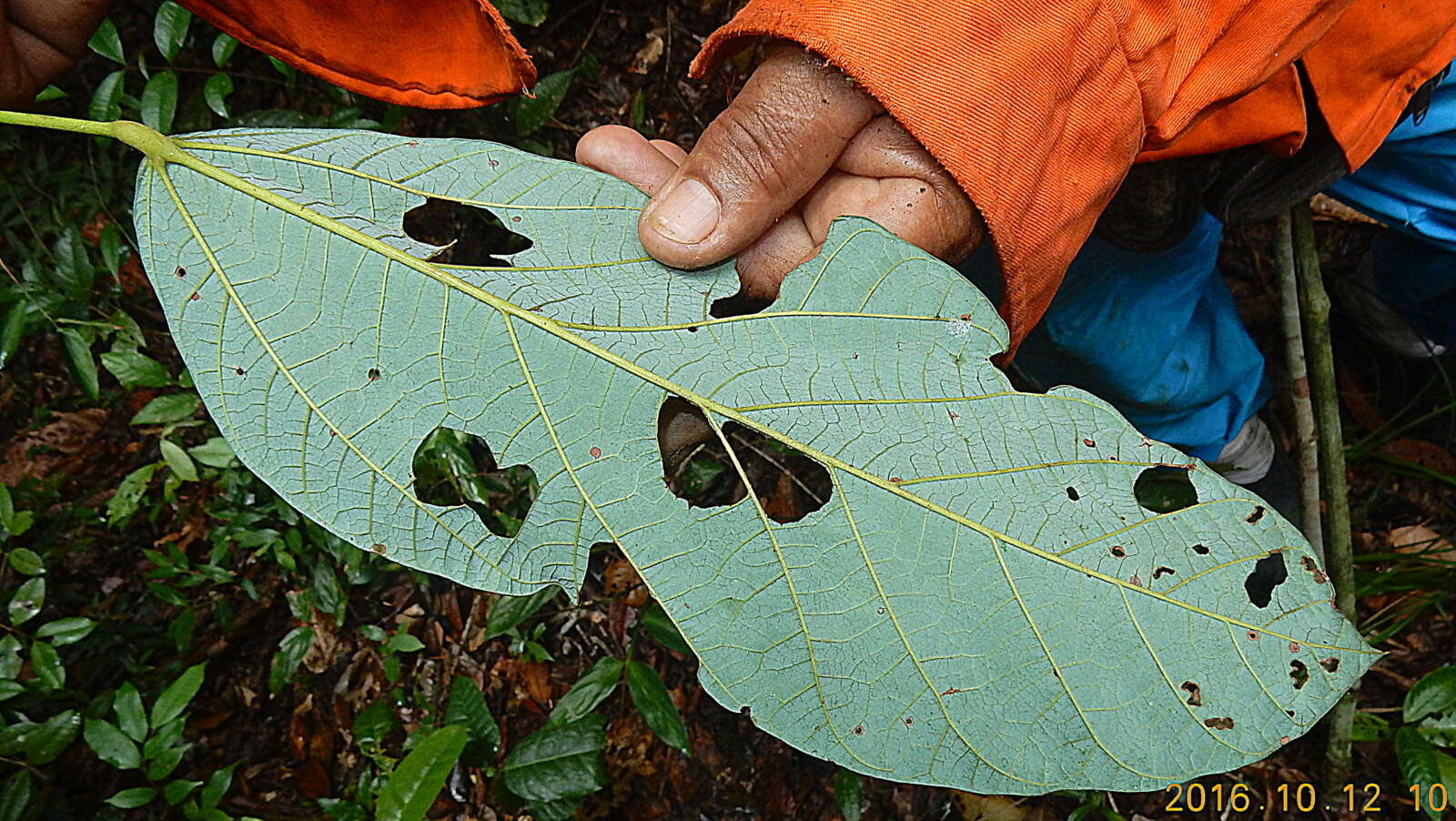 Image of Pterygota