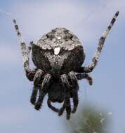 Image of Araneus