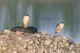 Image of Night Herons