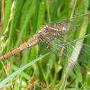 Слика од Orthetrum coerulescens (Fabricius 1798)