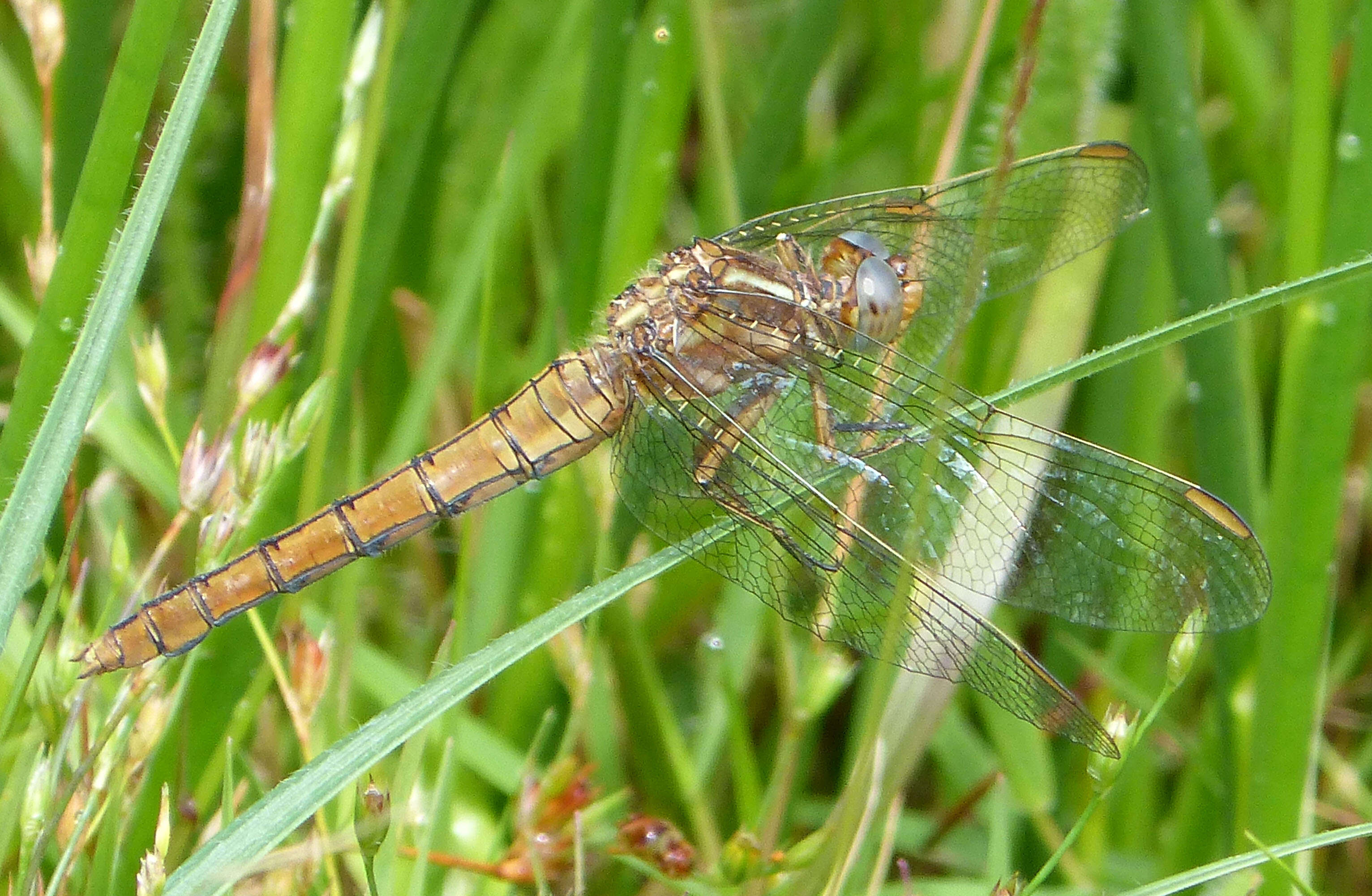 Image of Skimmers (Dragonflies)