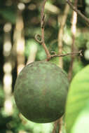 Image of Pacouria boliviensis (Markgr.) A. Cheval.