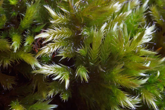 Image of silken homalothecium moss