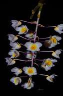 صورة Dendrobium amabile (Lour.) O'Brien