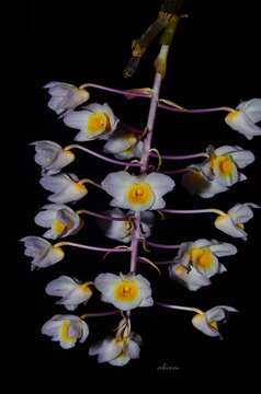 Dendrobium amabile (Lour.) O'Brien resmi