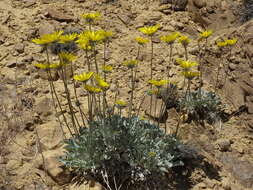 Image of Asteraceae