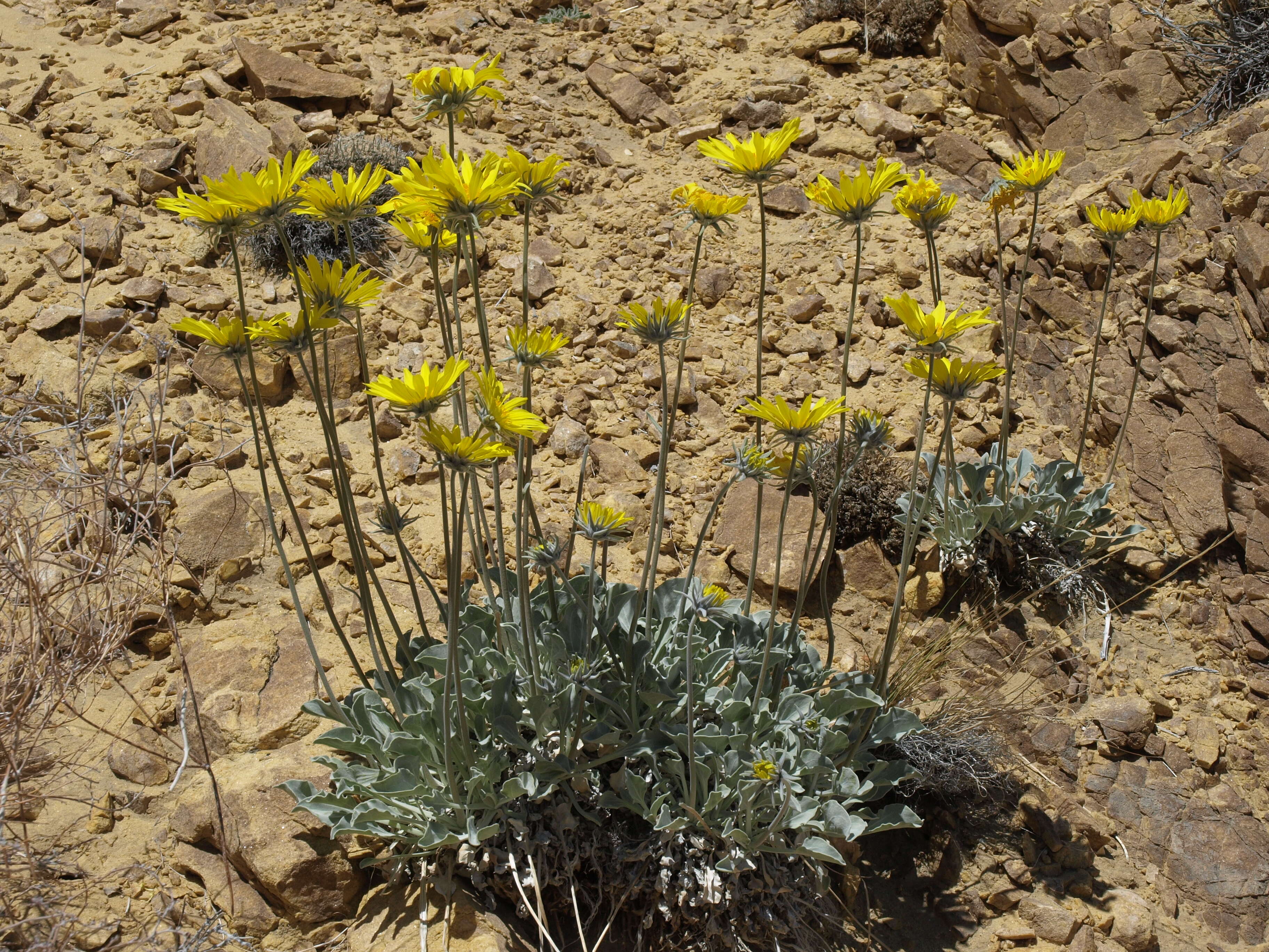 صورة Asteraceae