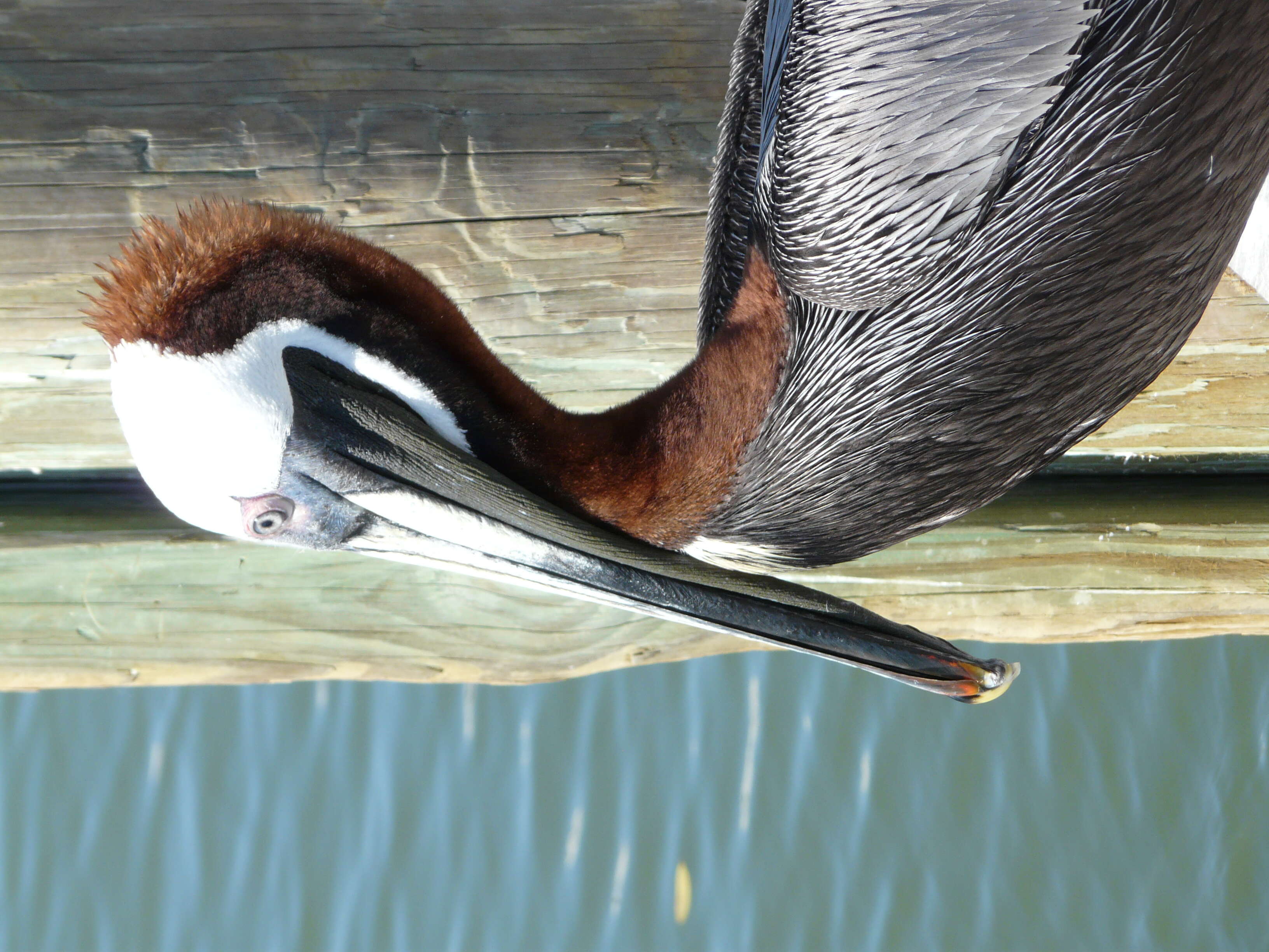 Image of pelicans