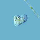 Image of Amoeba proteus