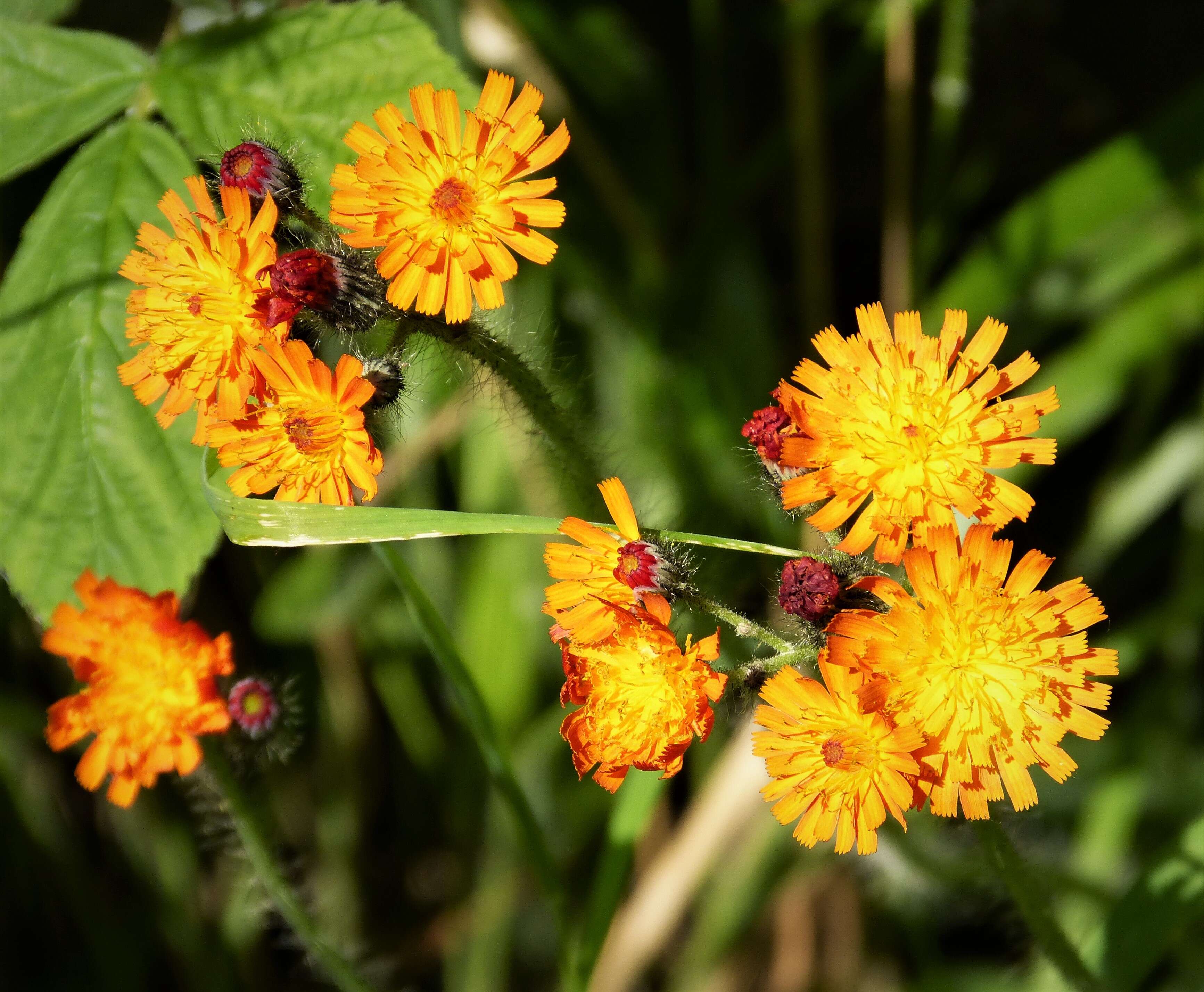 Image of Fox-and-cubs