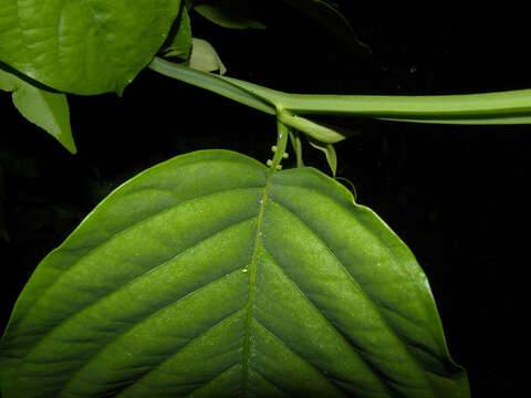 Imagem de Passiflora quadrangularis L.