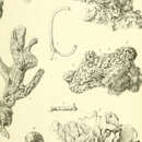 Image of Clathria (Clathria) maeandrina Ridley 1884