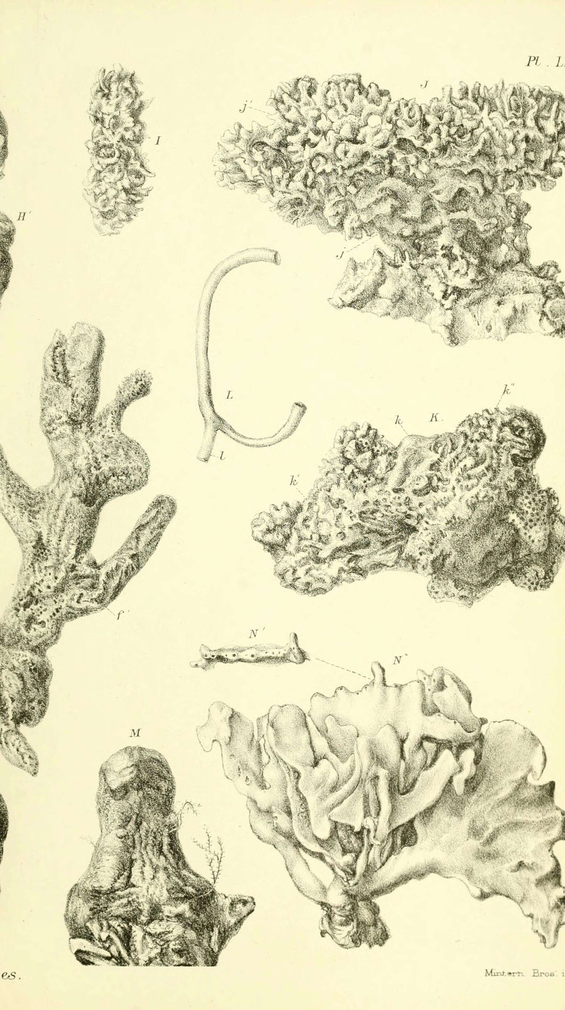 Image of Clathria subgen. Clathria Schmidt 1862