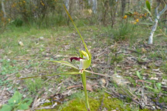 Image of Thin-clubbed mantis orchid