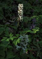 Слика од Corydalis cava (L.) Schweigger & Koerte