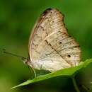 Image of Grey Pansy Butterfly