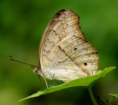 Image of Grey Pansy Butterfly