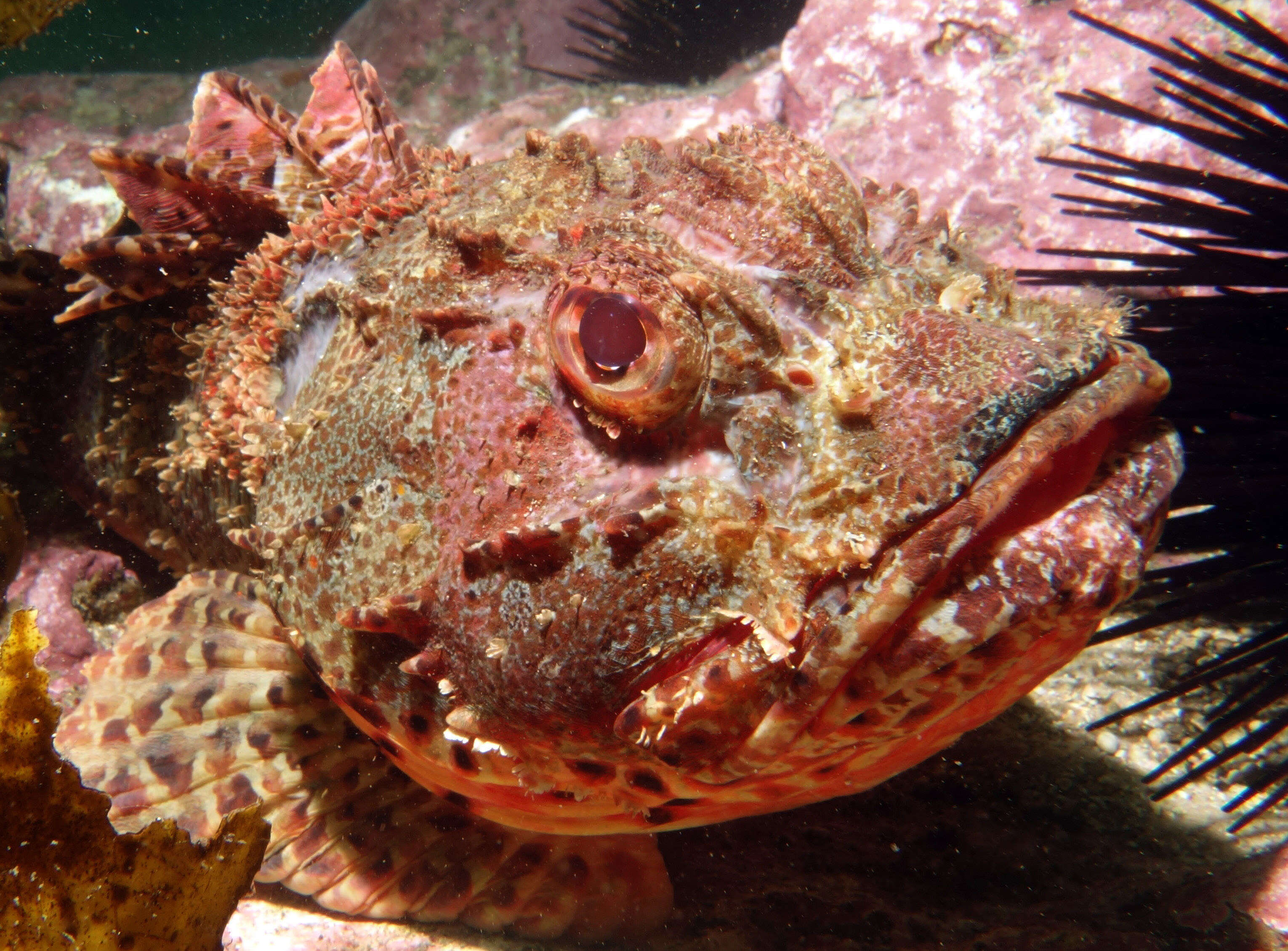 Image of Scorpionfish