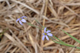 Image of Blue-eyed grass