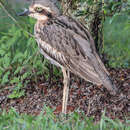Image of Bush Stone-curlew