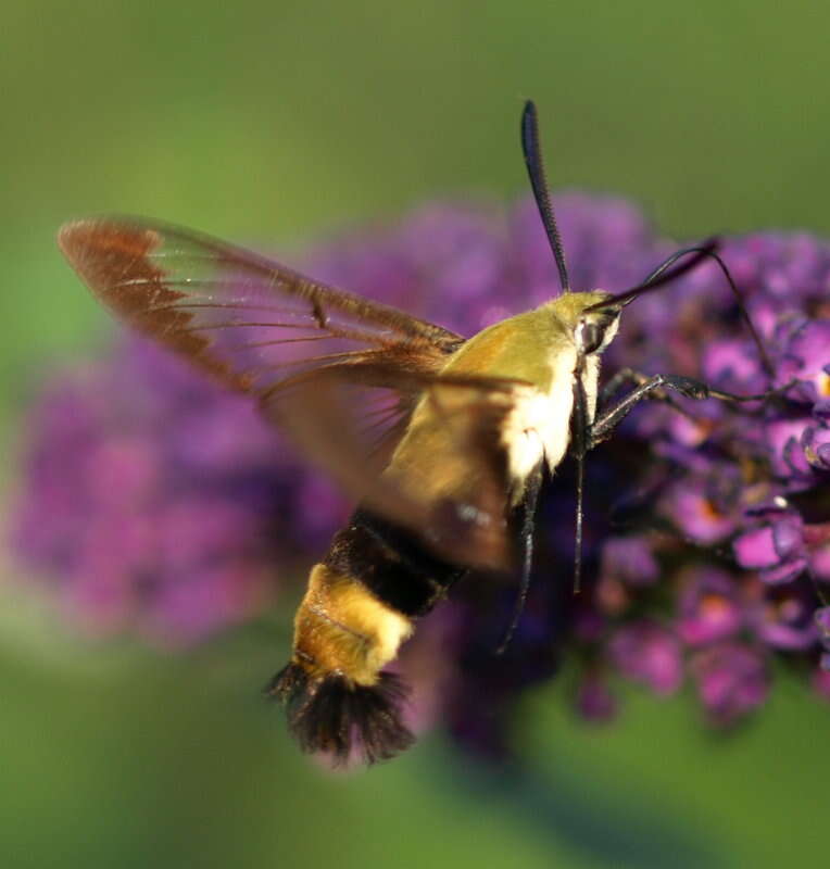 Imagem de Hemaris diffinis (Boisduval 1836)