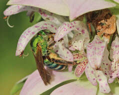 Image of Metallic Green Bees