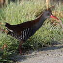 Image of African Rail