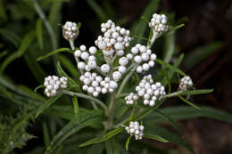 Imagem de Anaphalis margaritacea (L.) Benth.