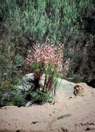 Sivun Stylidium laricifolium Rich. kuva