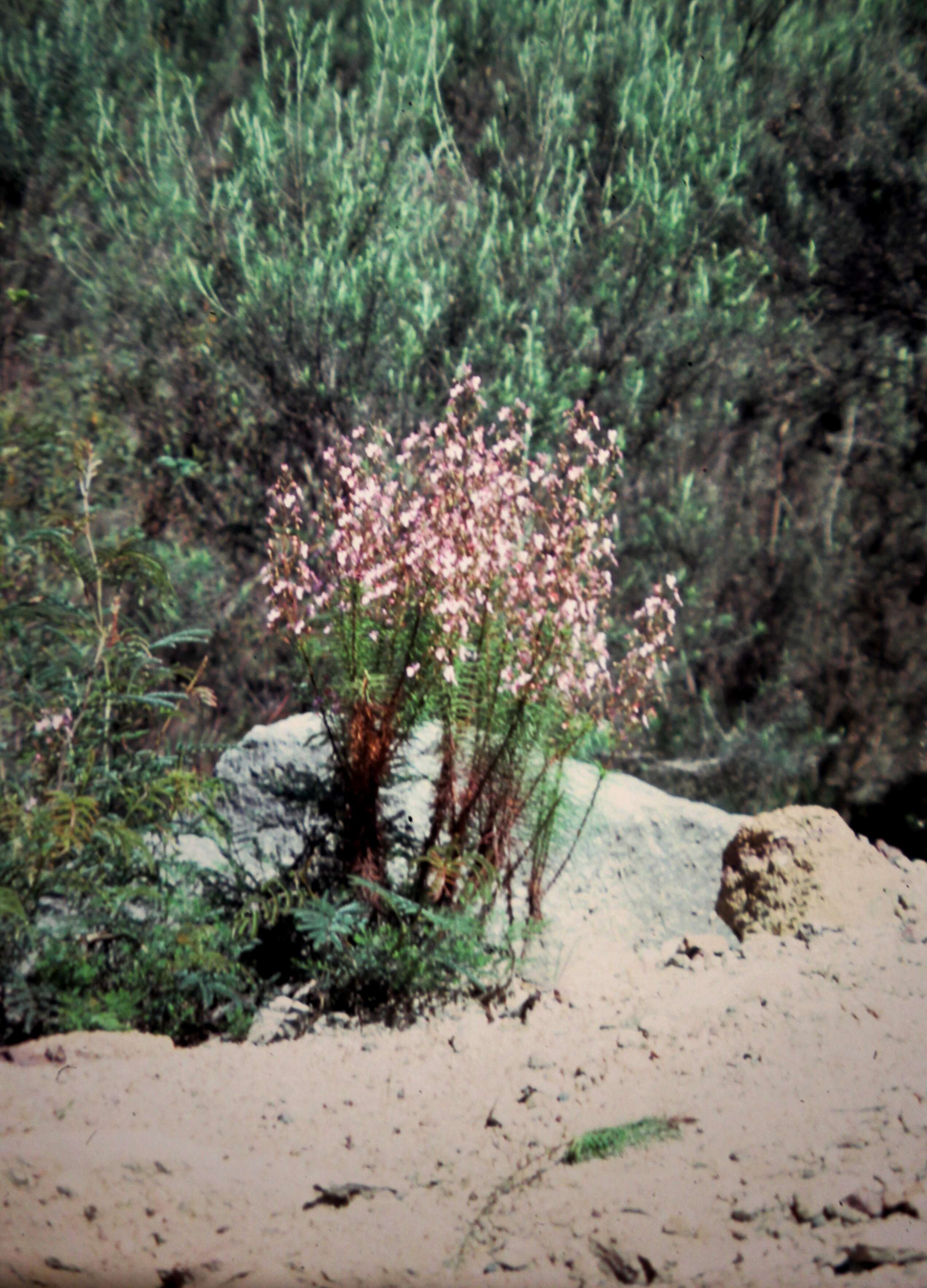 Image de Stylidium laricifolium Rich.