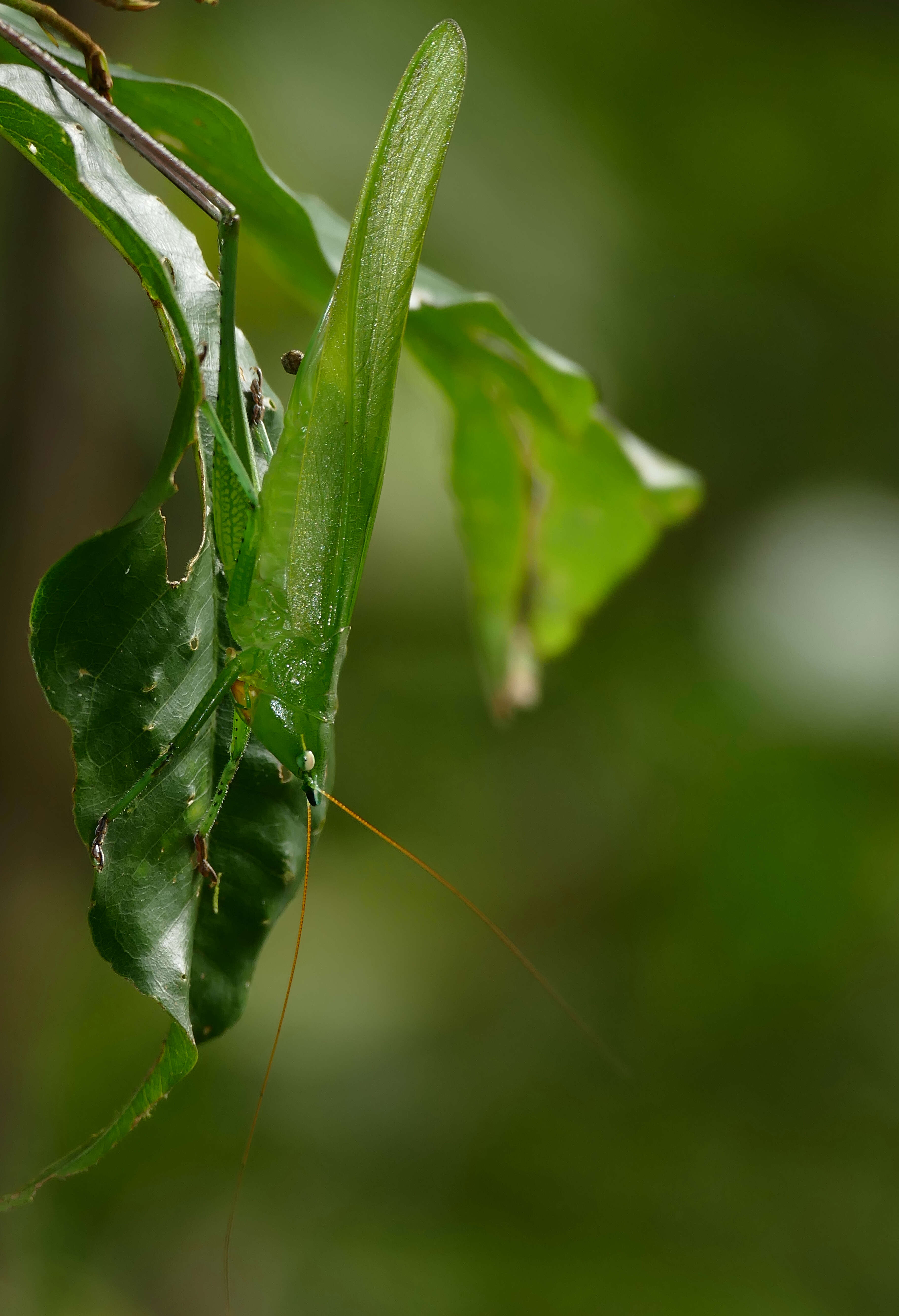 Plancia ëd Tettigonioidea