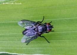 Image of flesh flies