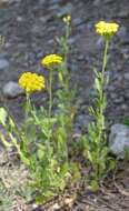 Image of yarrow