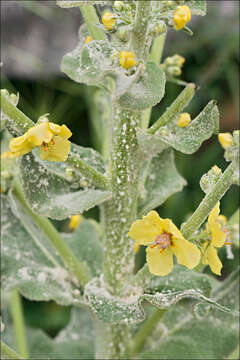 Sivun Verbascum pulverulentum Vill. kuva