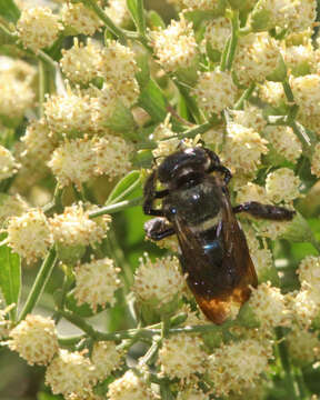 Image of Carpenter Bees