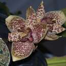 Imagem de Stanhopea guttulata Lindl.