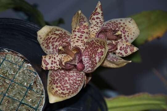 Image of Stanhopea orchid