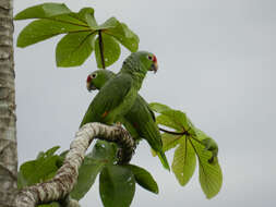 Image of Amazon parrots