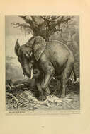 Image of African elephant