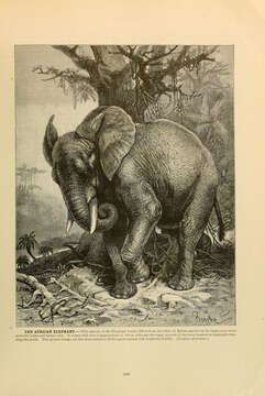 Image of African bush elephant