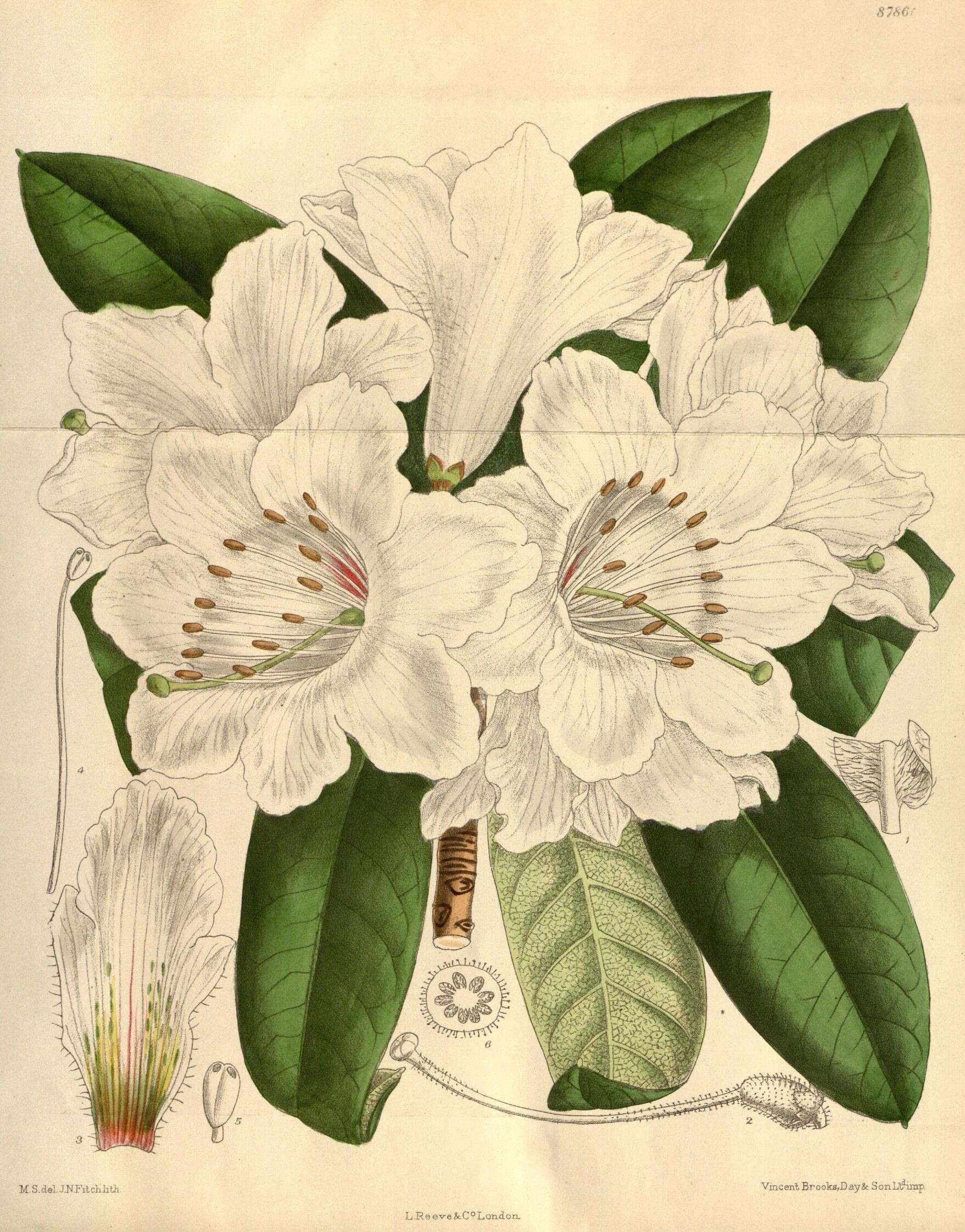 Image of Rhododendron auriculatum Hemsl.