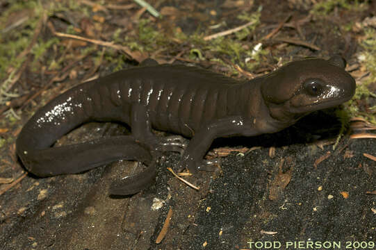 Image of mole salamanders