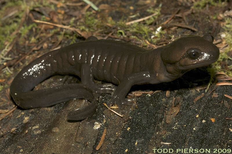 Image de Ambystomatidae Gray 1850