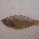 Image of Atlantic Spotted Flounder