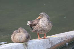 Image of Common Mallard