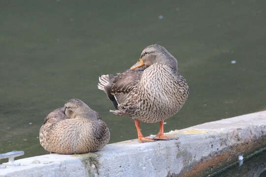 Image de Canard colvert