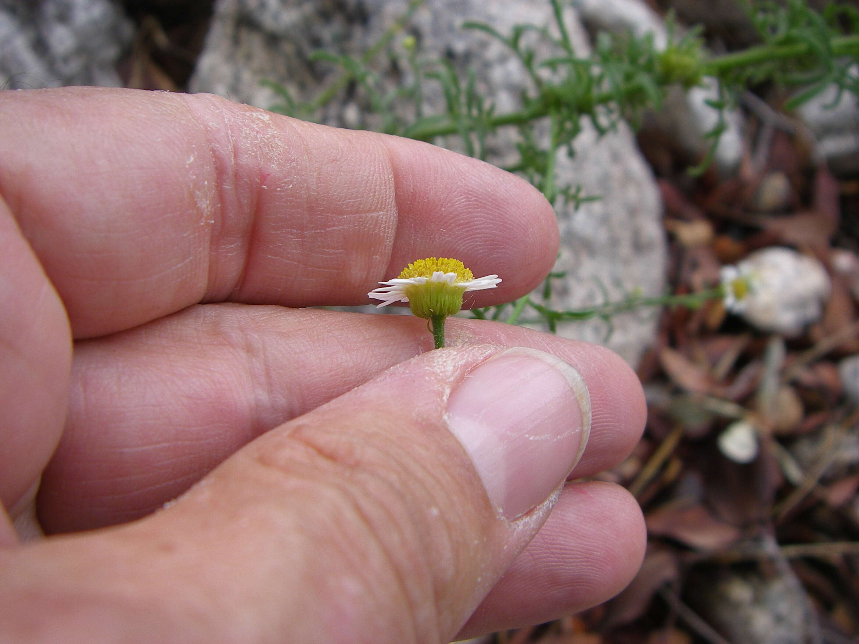 Слика од Erigeron neomexicanus A. Gray