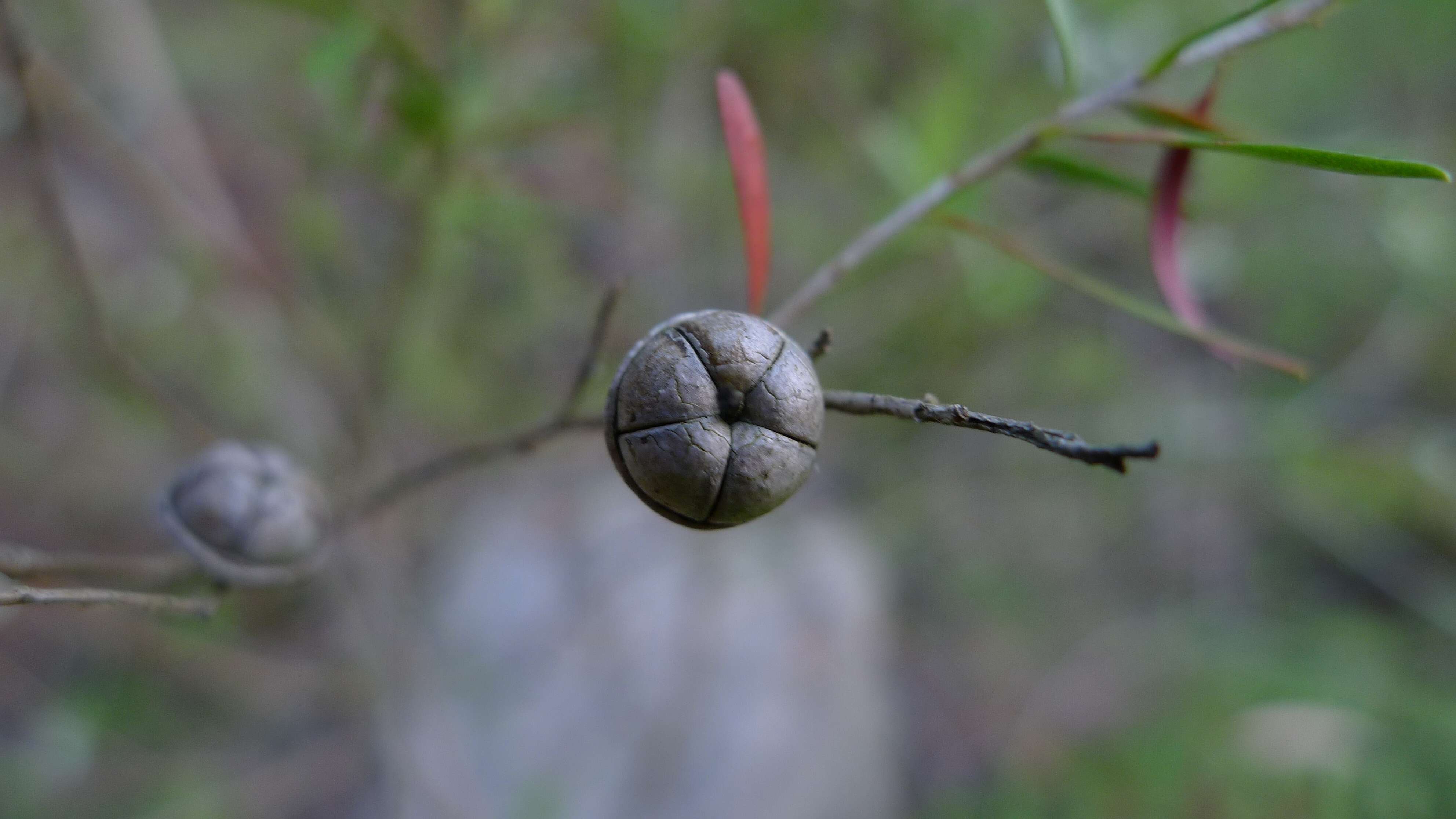 Image of Australian wild may