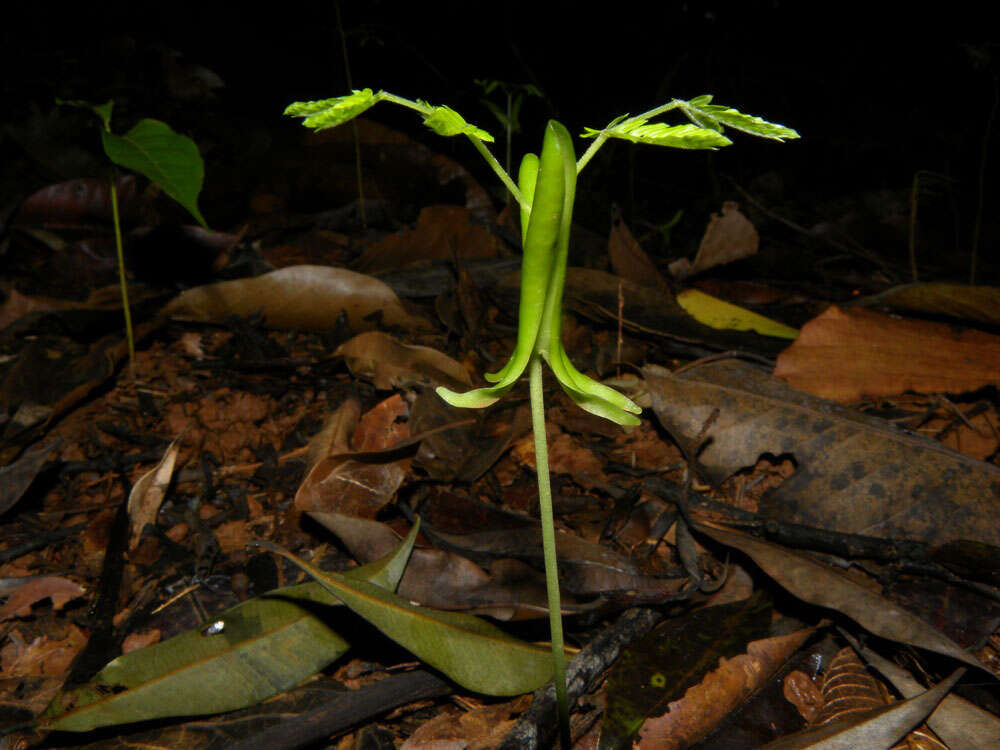 Слика од Pseudopiptadenia